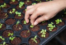 Giv dit barn et projekt: Lav en køkkenhave sammen